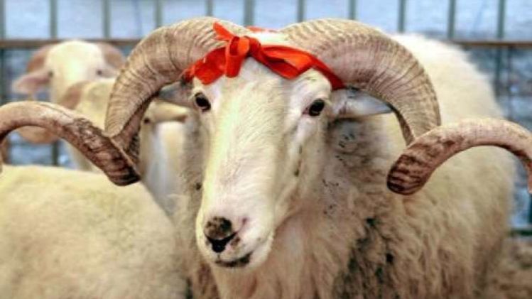 Животное на Курбан-Байрам. Фото с сайта конгресса татар