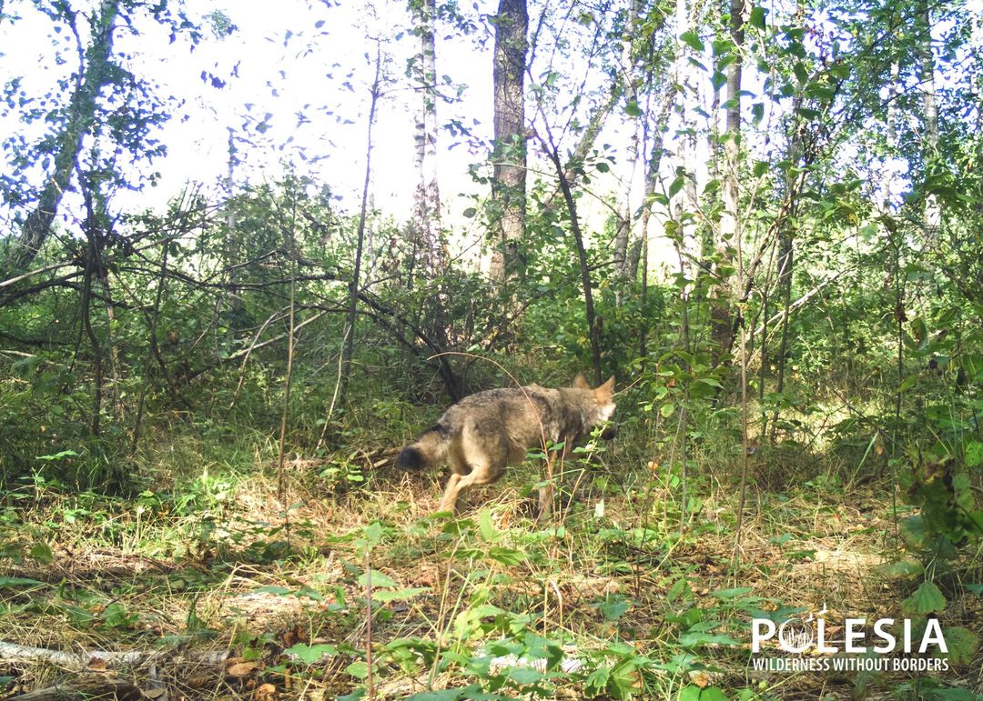 Волк в лесу