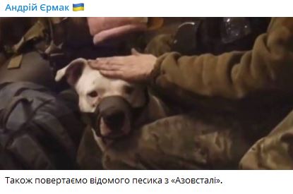 Питбуль Адидас вернулся в Украину 