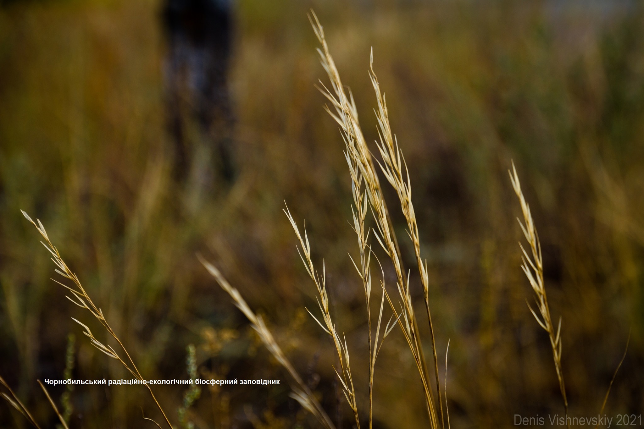 Степные травы