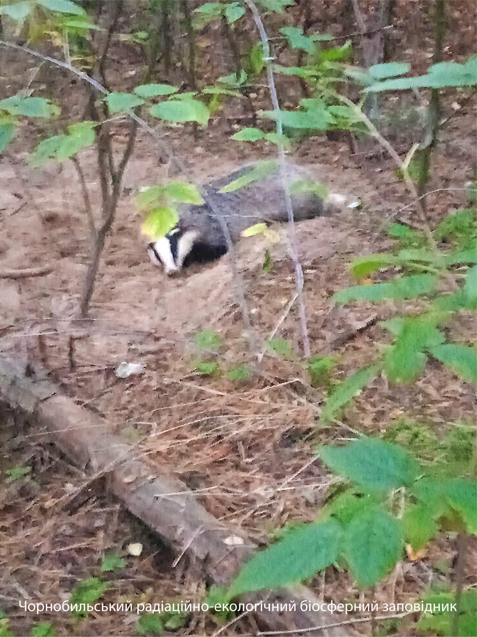 Барсук отправился по делам днем