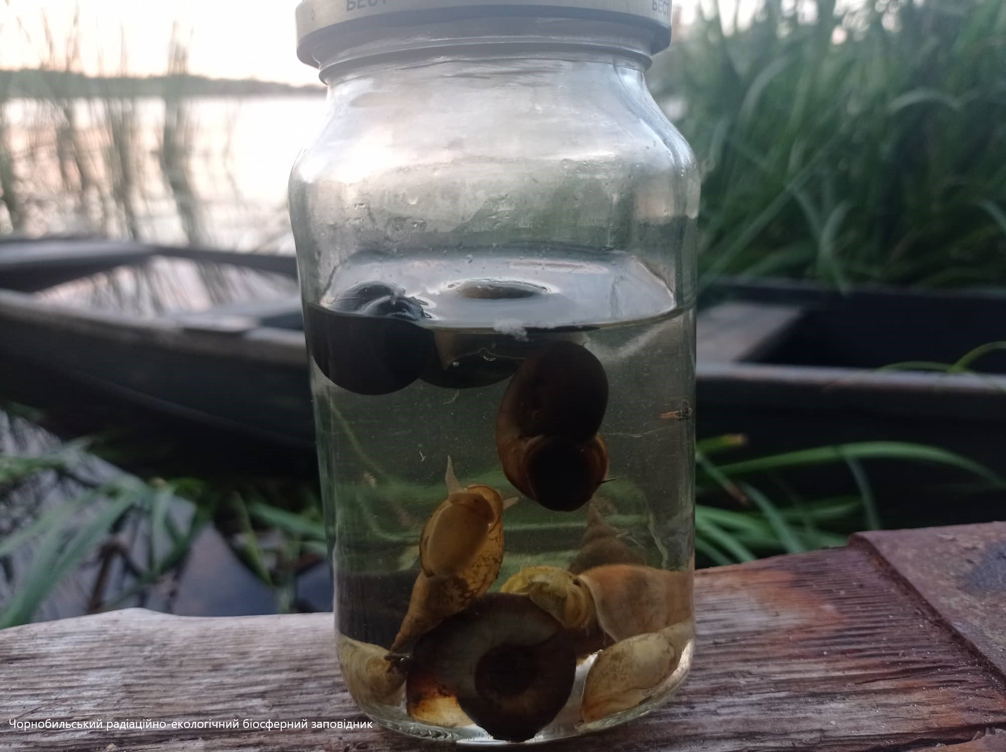 Собранные улитки