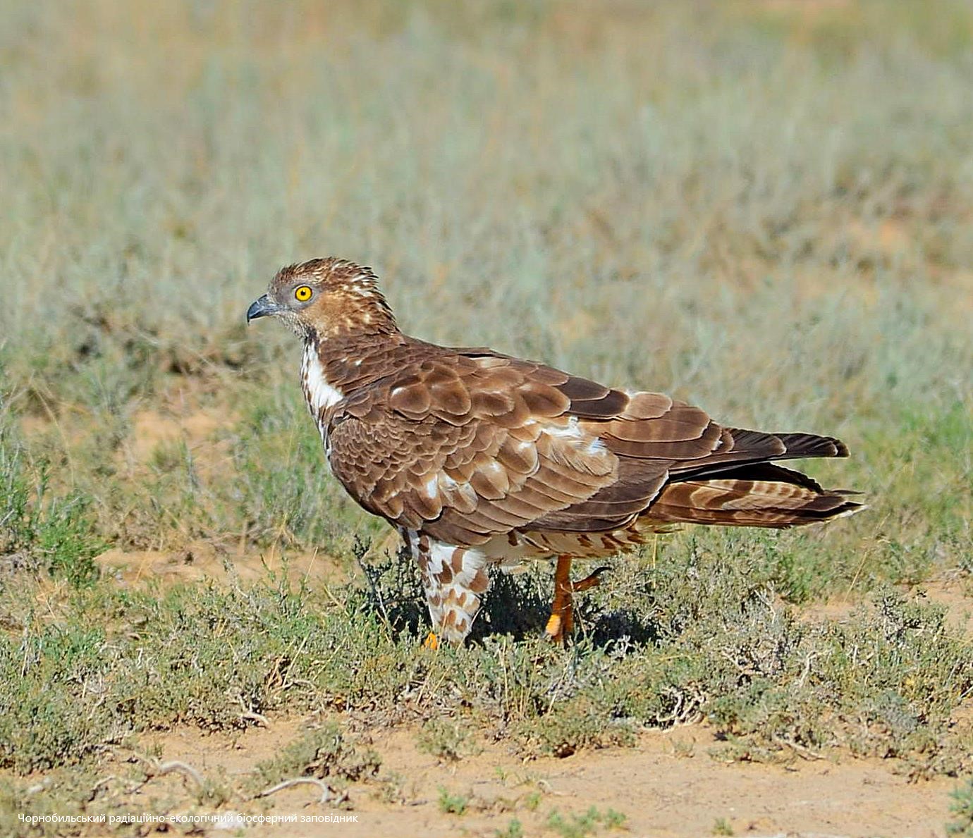 Осоед, фото 2