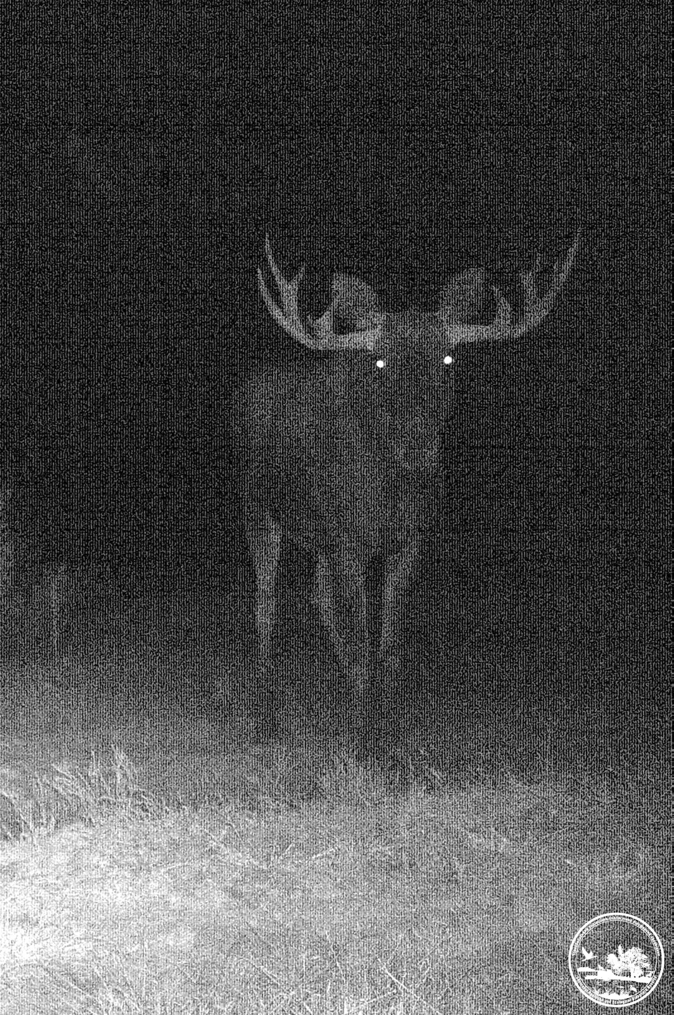 Лось в Чернобыльском заповеднике