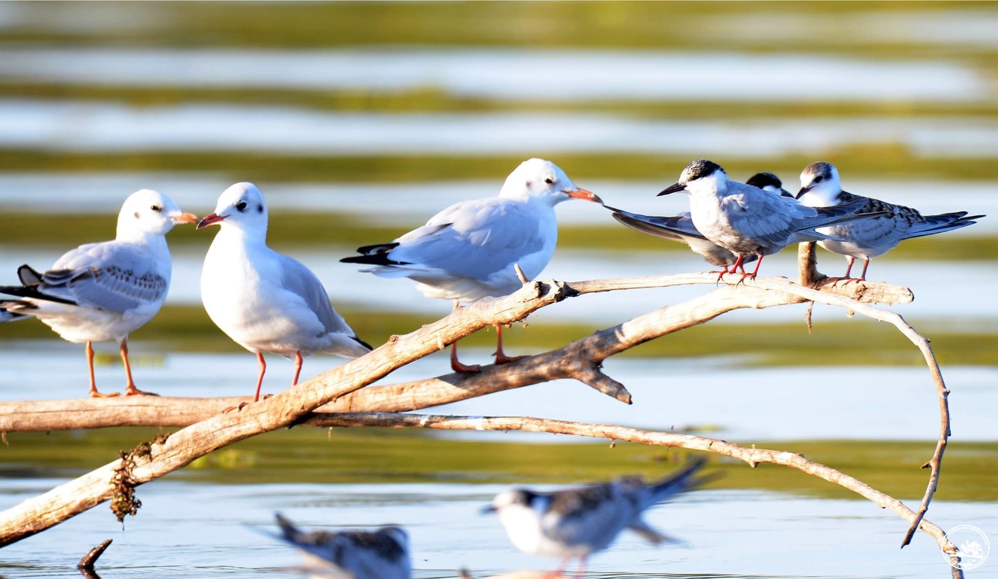 Птицы в зоне отчуждения отдыхают перед дальней дорогой на юг