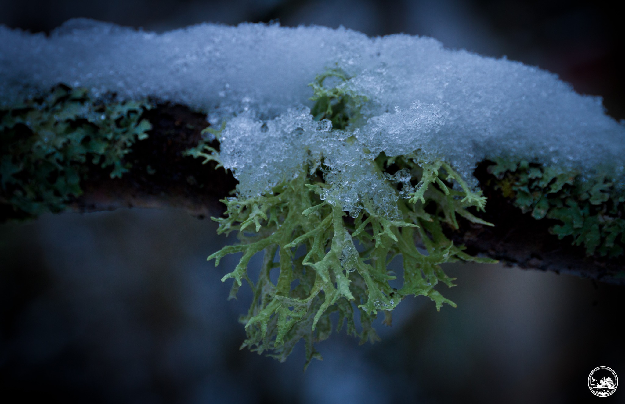 Снег, фото 1