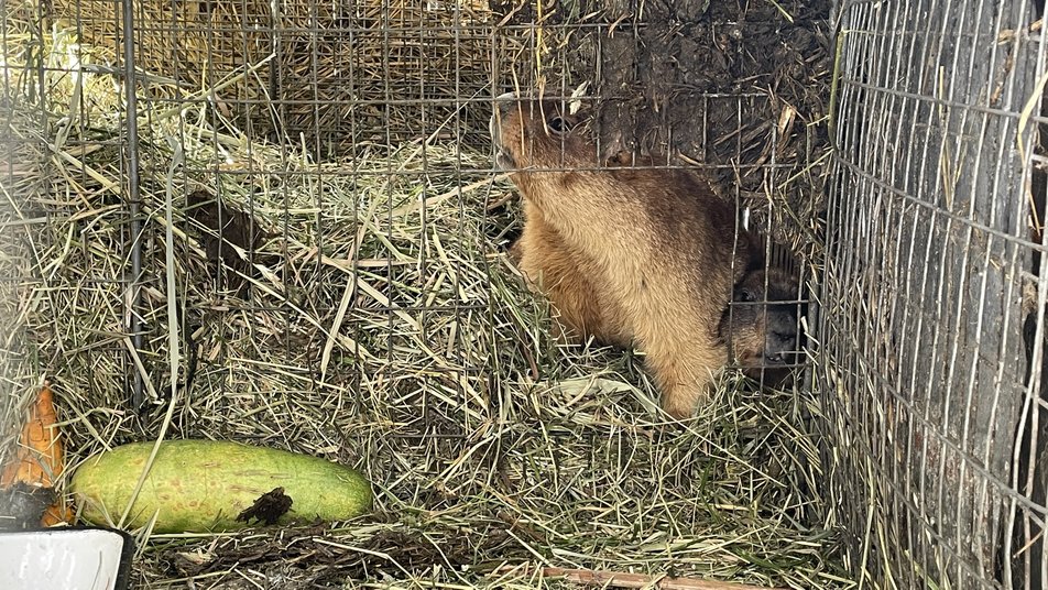 Скоро сурок впадет в спячку