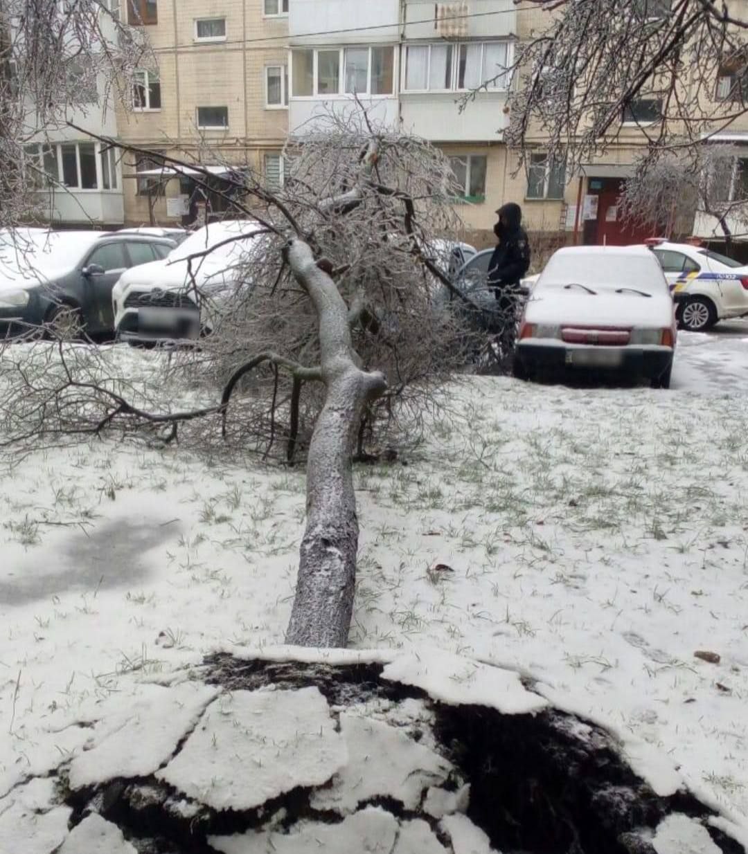 Непогода, холод и деревья падают во Львове