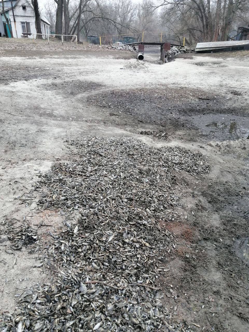 Під Запоріжжям стався масовий мор риби