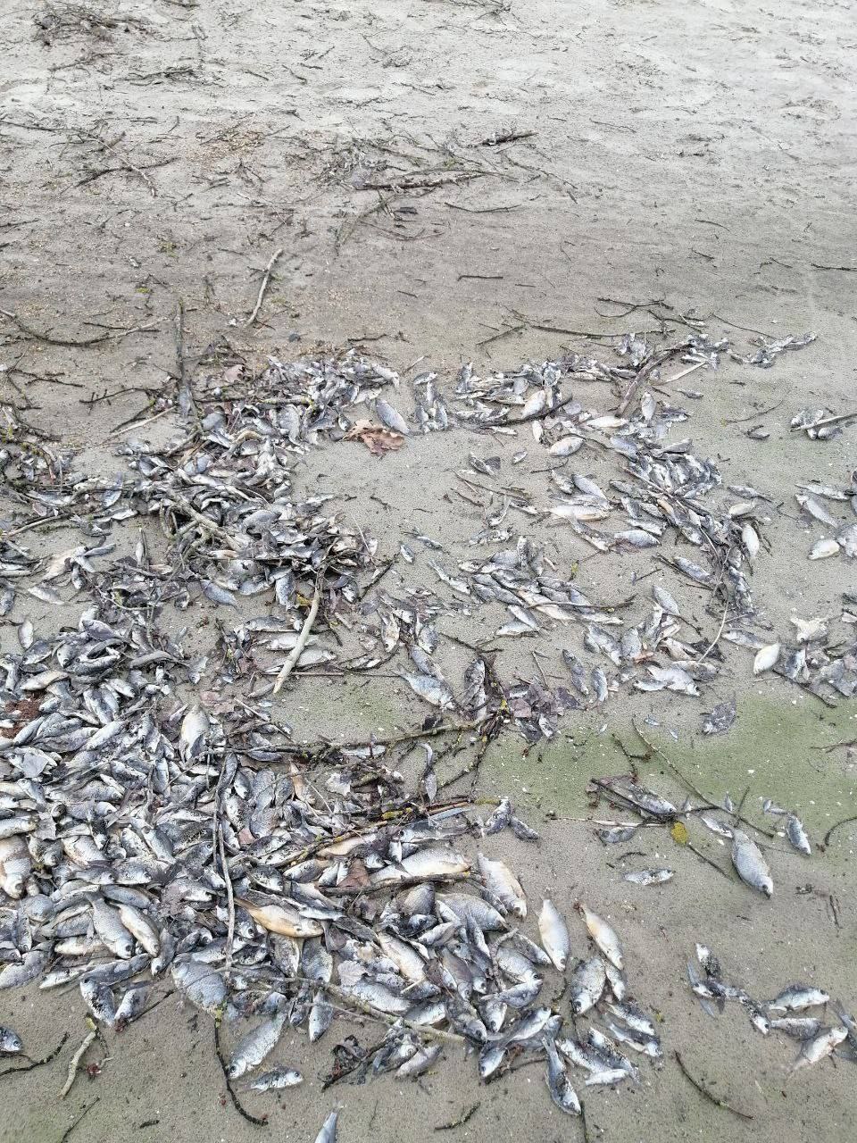 Під Запоріжжям стався масовий мор риби