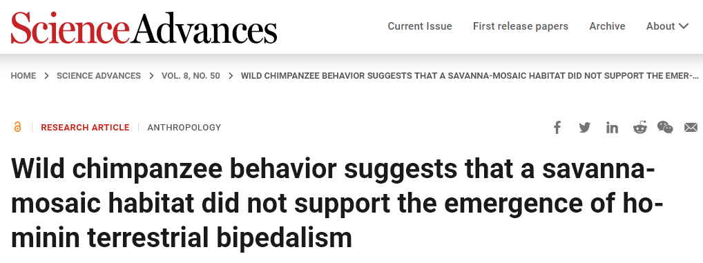 Дикие шимпанзе прошлись по деревьям на двух ногах