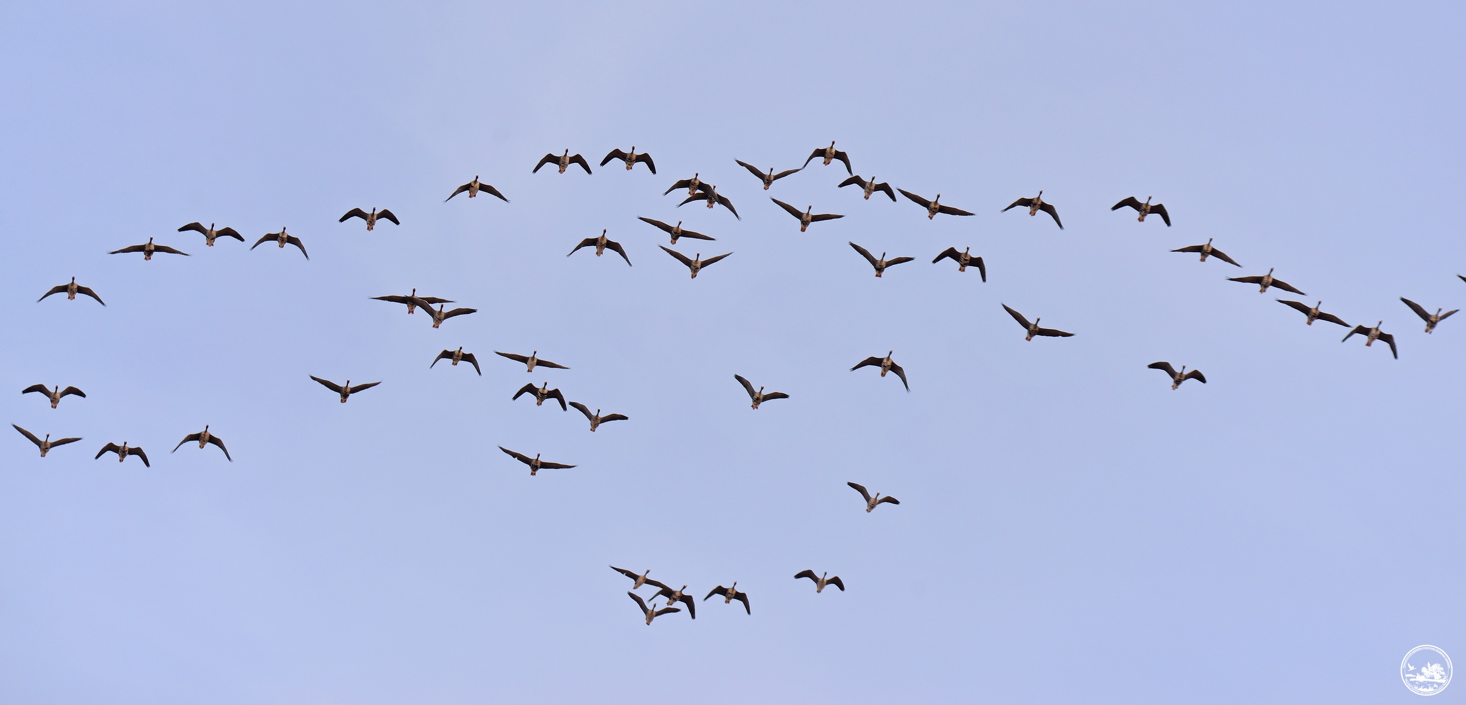 Гуси в польоті