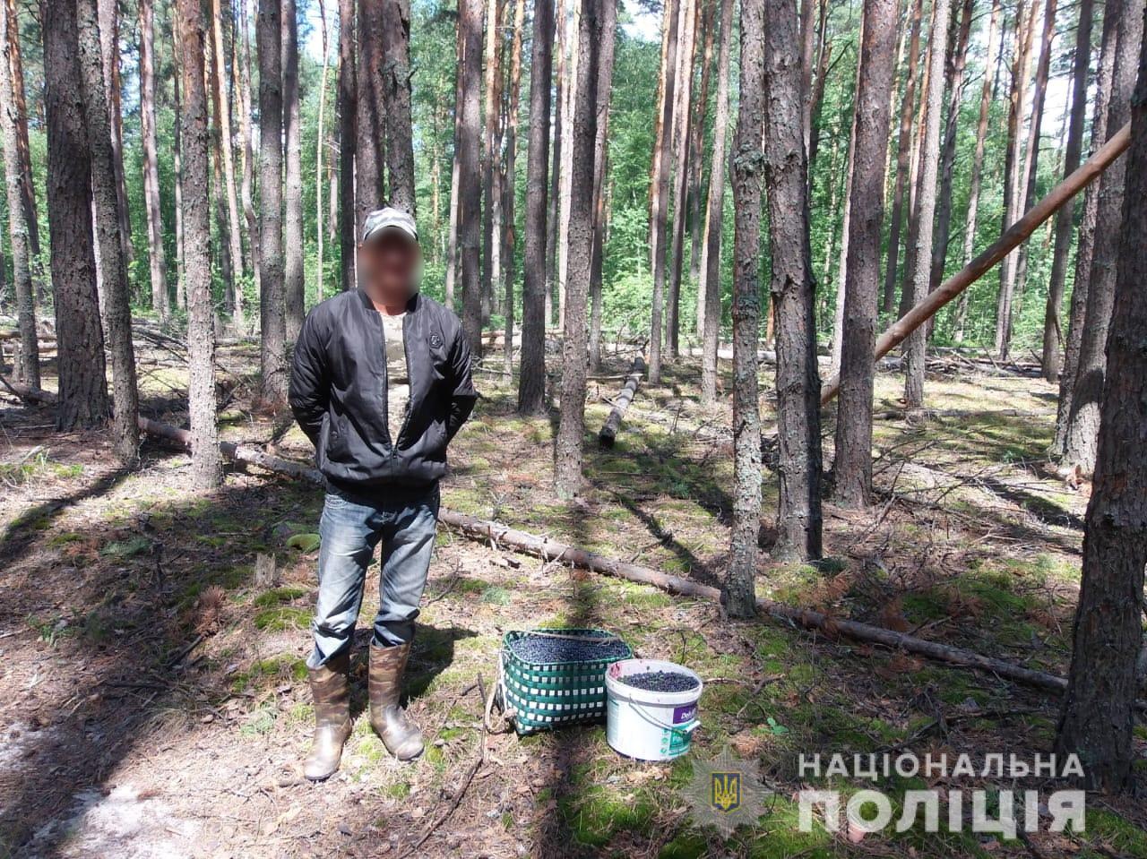 Под Чернобылем люди собирали радиоактивные ягоды