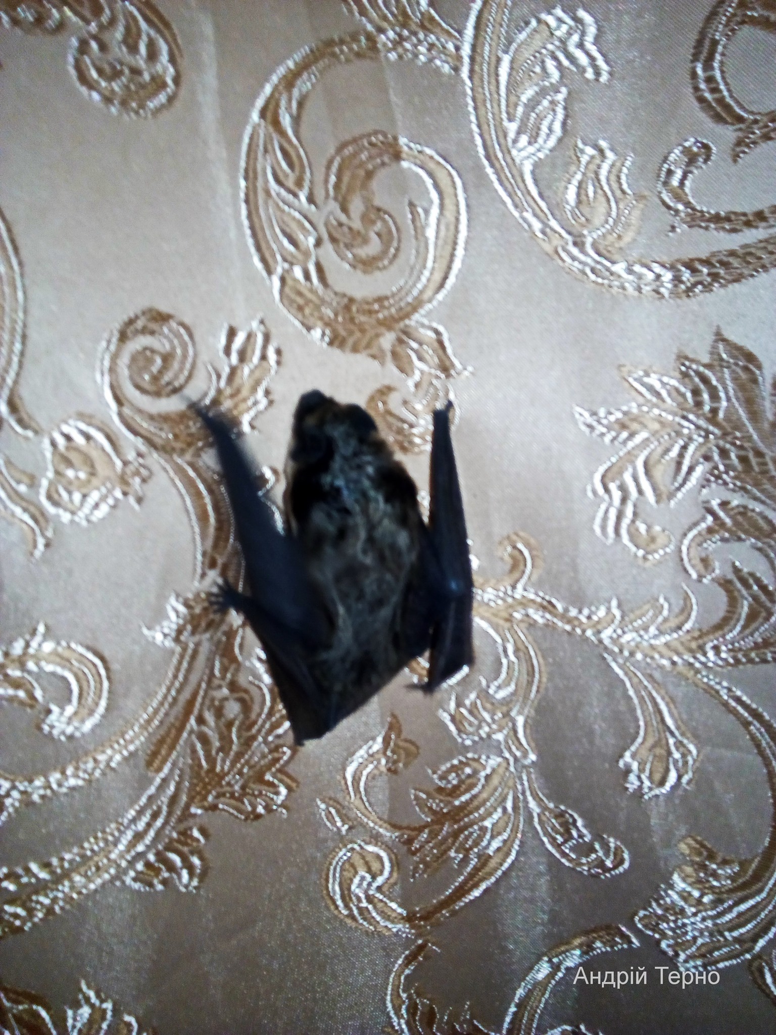 Летучая мышь в квартире